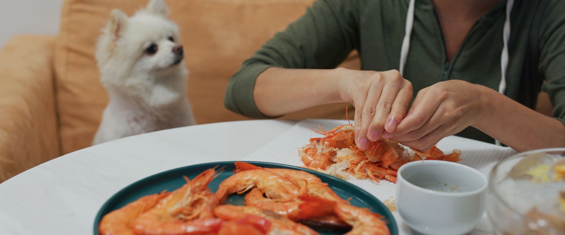 Person peeling shrimp with a white dog in the background