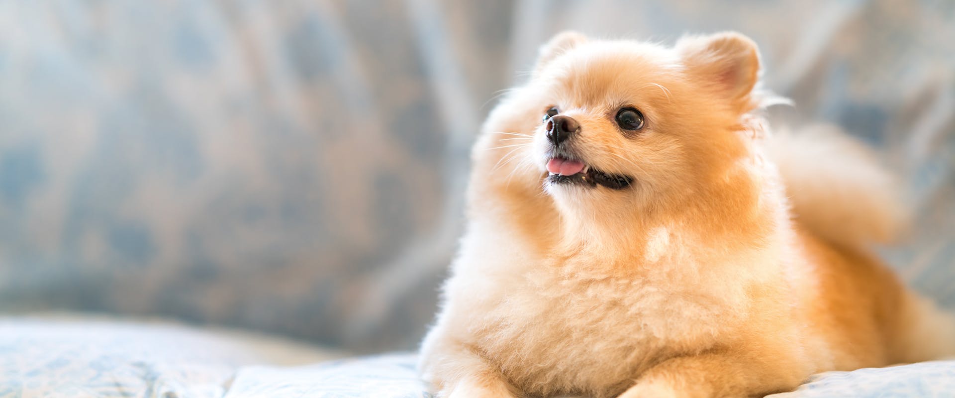 A fluffy Pomeranian dog sitting on a sofa