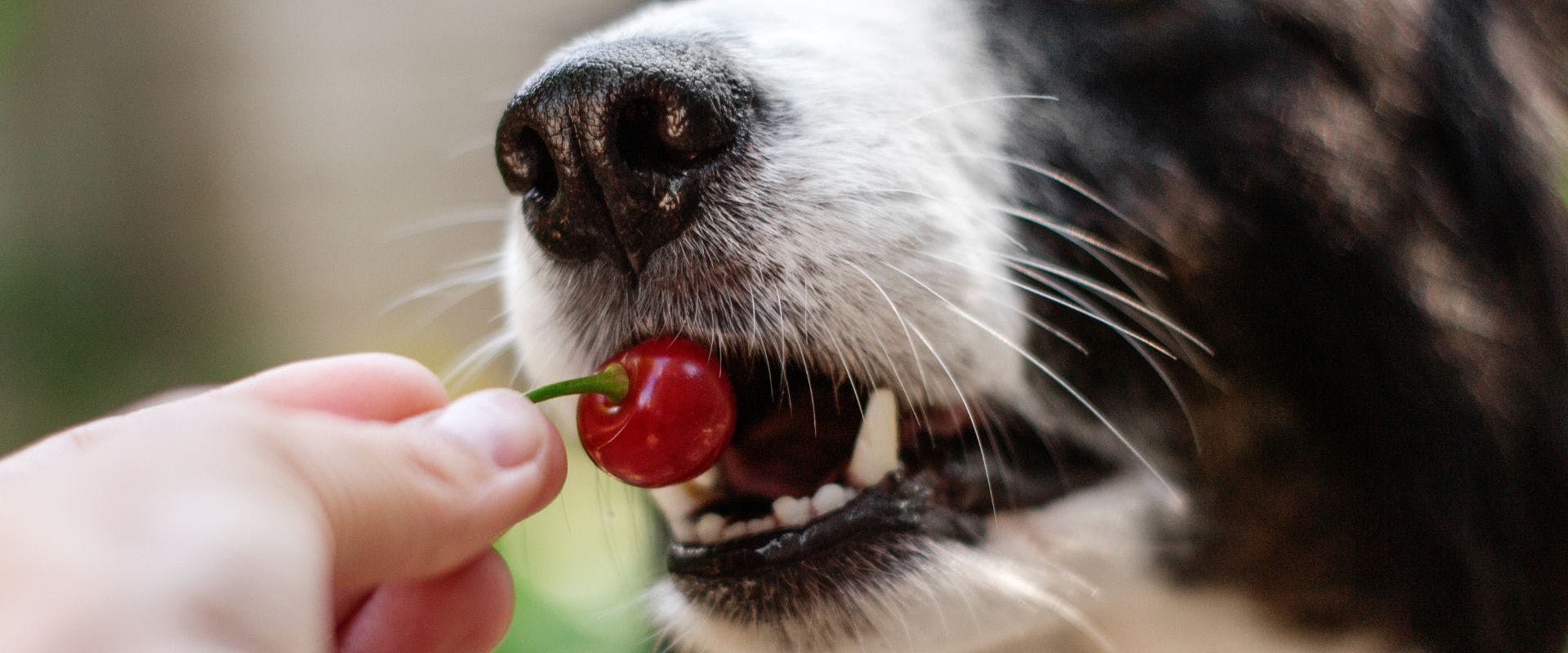 Border Collie dog eating cherry