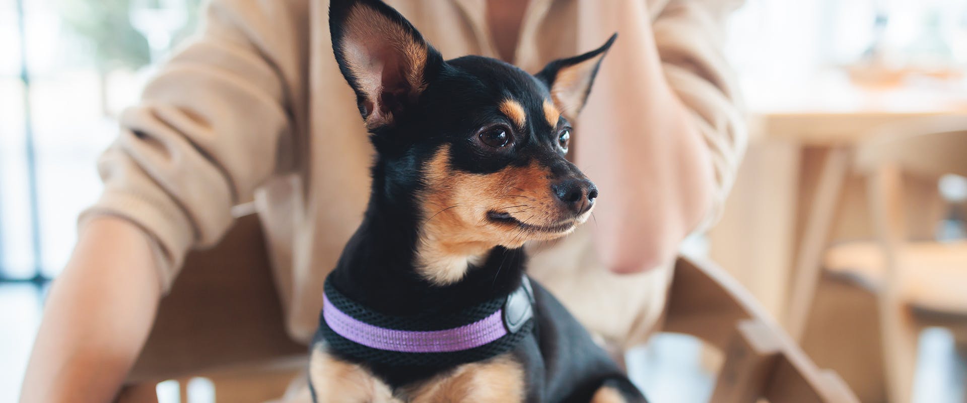 A person sitting on a cafe chair, a dog in their lap