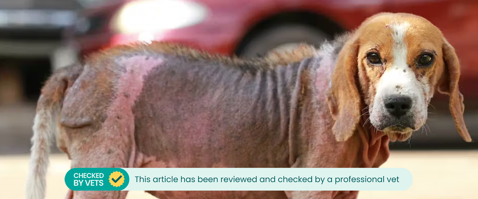 Beagle dog with mange