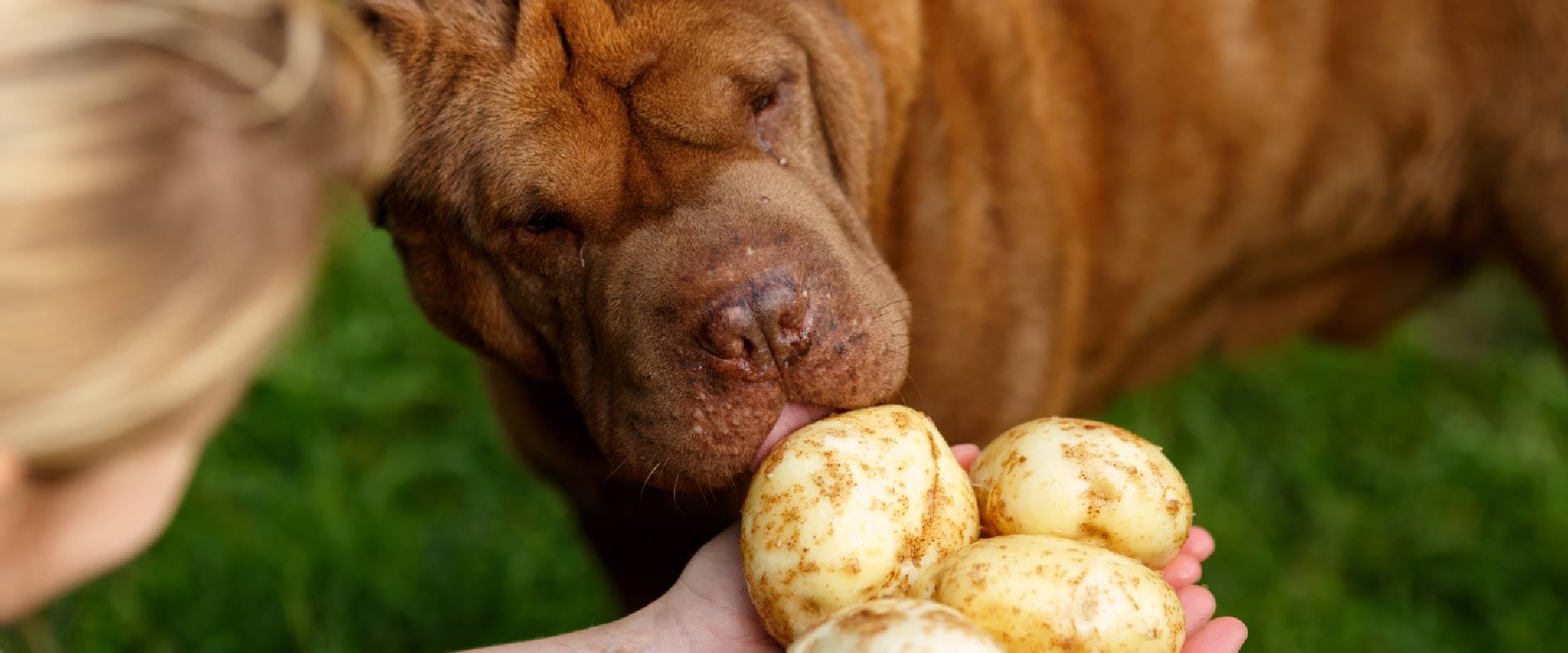 can dogs eat bamboo shoots