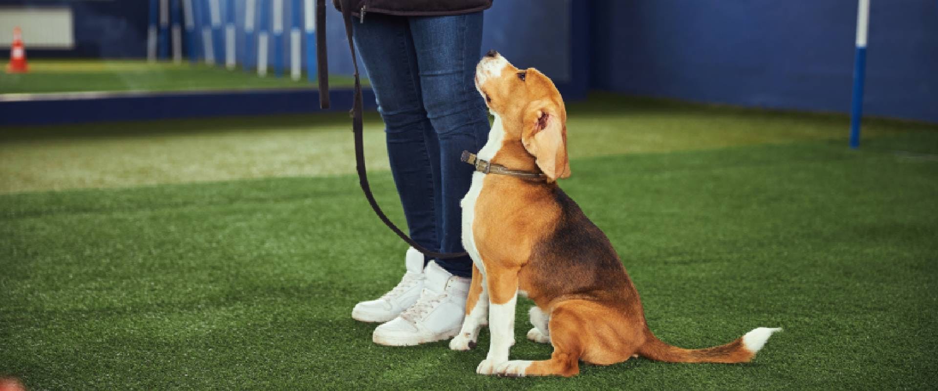 Beagle responding to command at a dog obedience training class