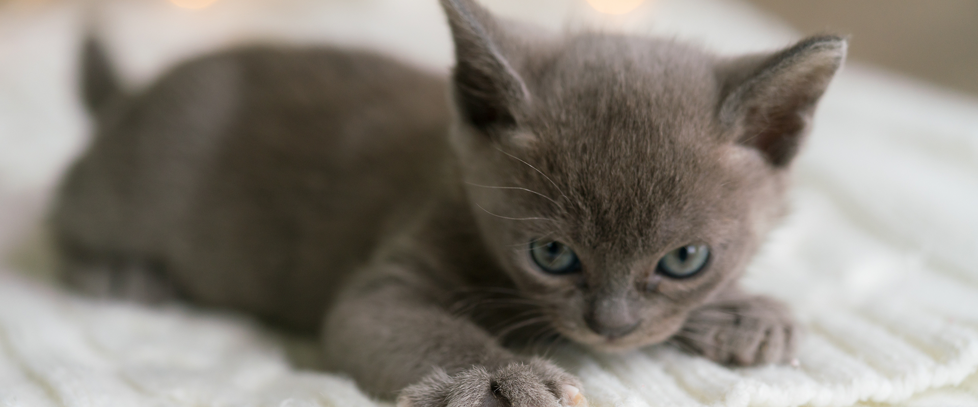 Myanmar Burmese Kittens For Sale Near Me Blue Birman Kitten