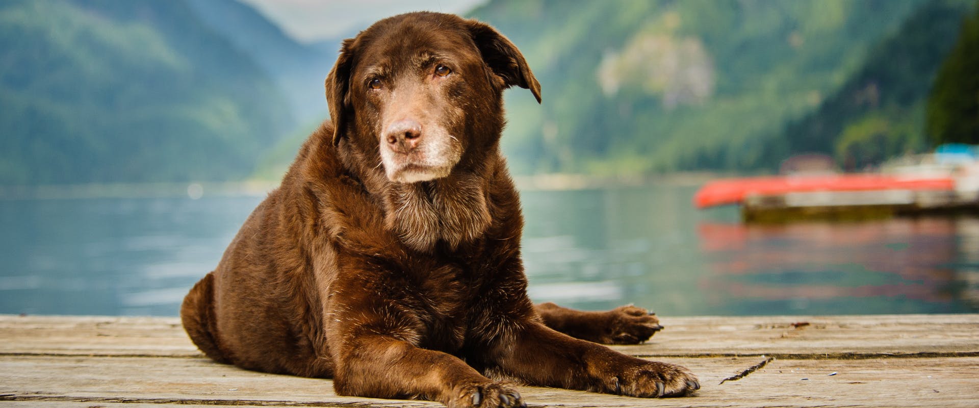 senior dog sitting on a wooden deck with a lake and valley in the background