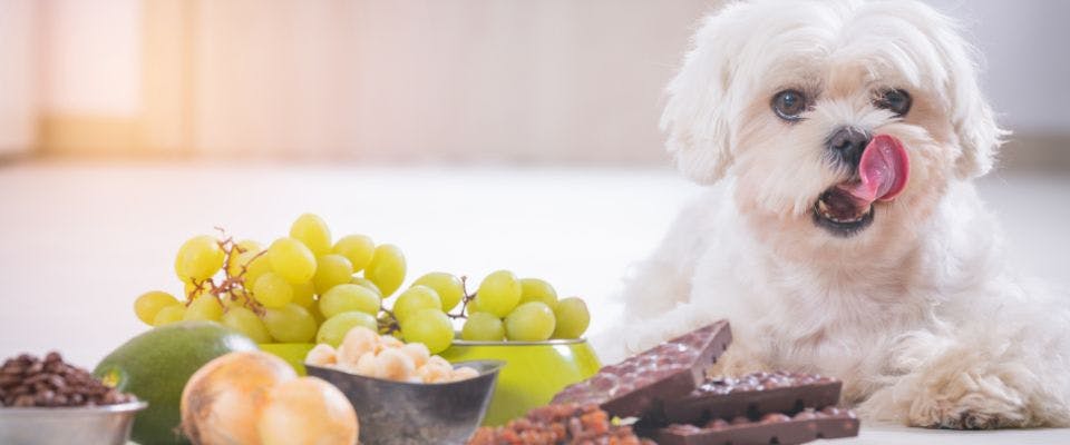 small white dog with grapes and chocolate