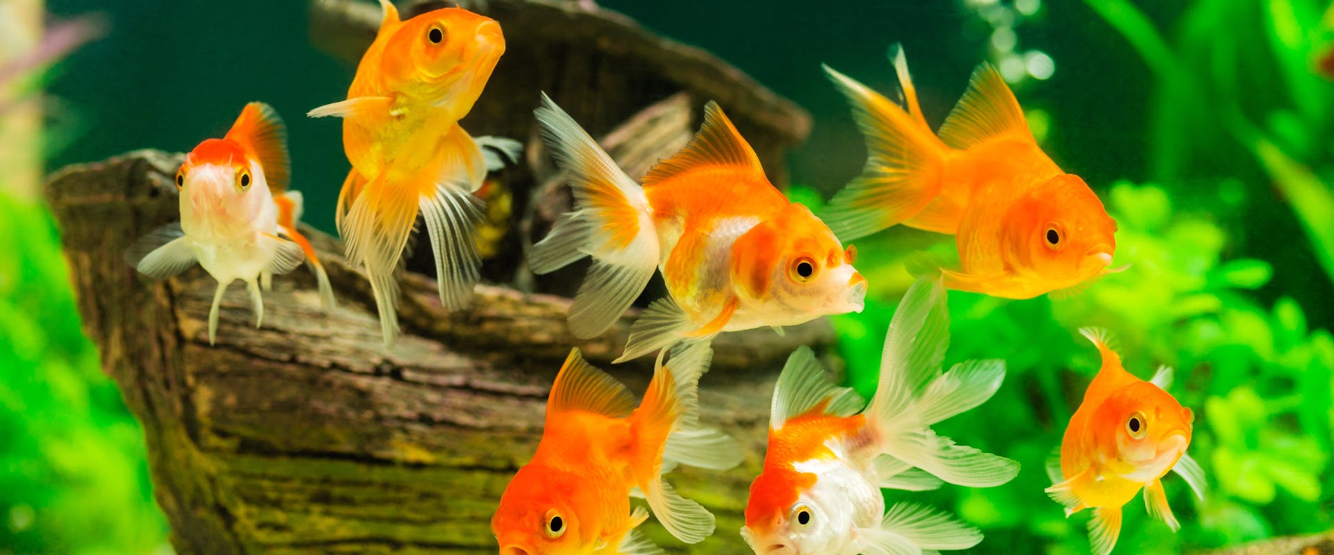a group of white and orange goldfish guppies in a fish tank