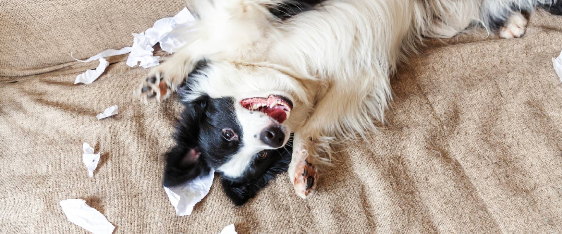 Puppy Dog Border Collie After Mischief Biting Toilet Paper Lying On Couch At Home