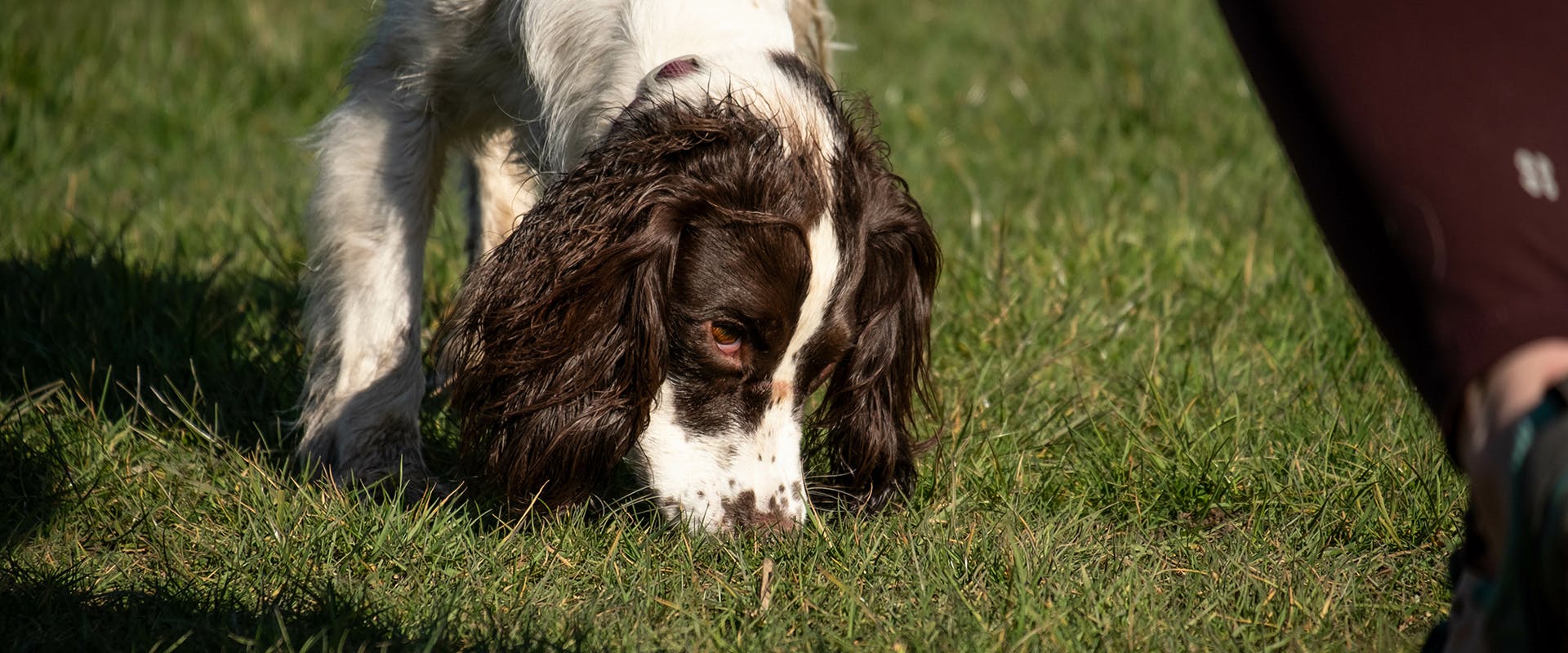 A Sprocker Spaniel dog with its nose to the ground