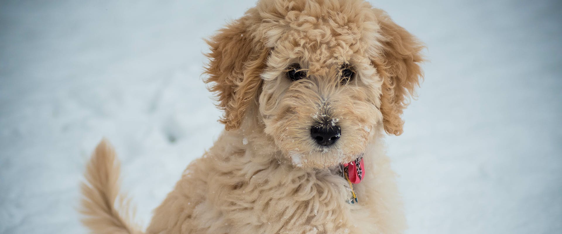 A cute Poochon puppy standing in the snow, a few snowflakes on its nose
