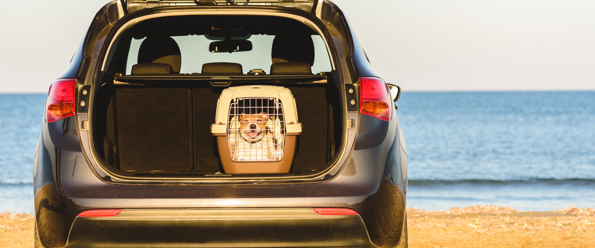 a terrier inside a travel dog crate in the back of an open car boot
