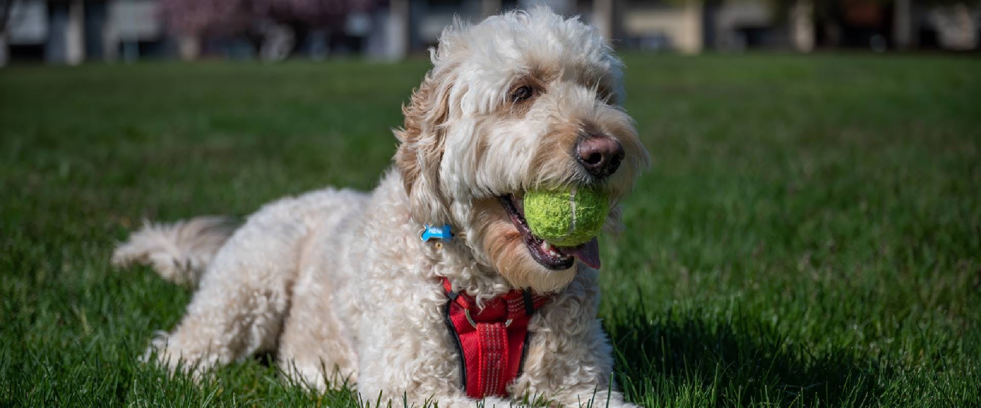 which is bigger goldendoodle or labradoodle