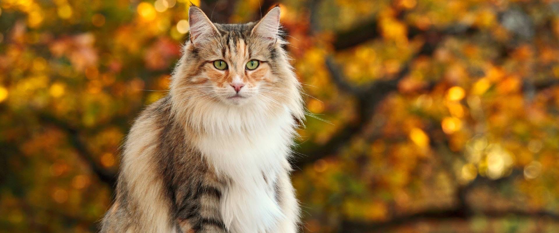 Majestic-looking cat in front of autumnal trees