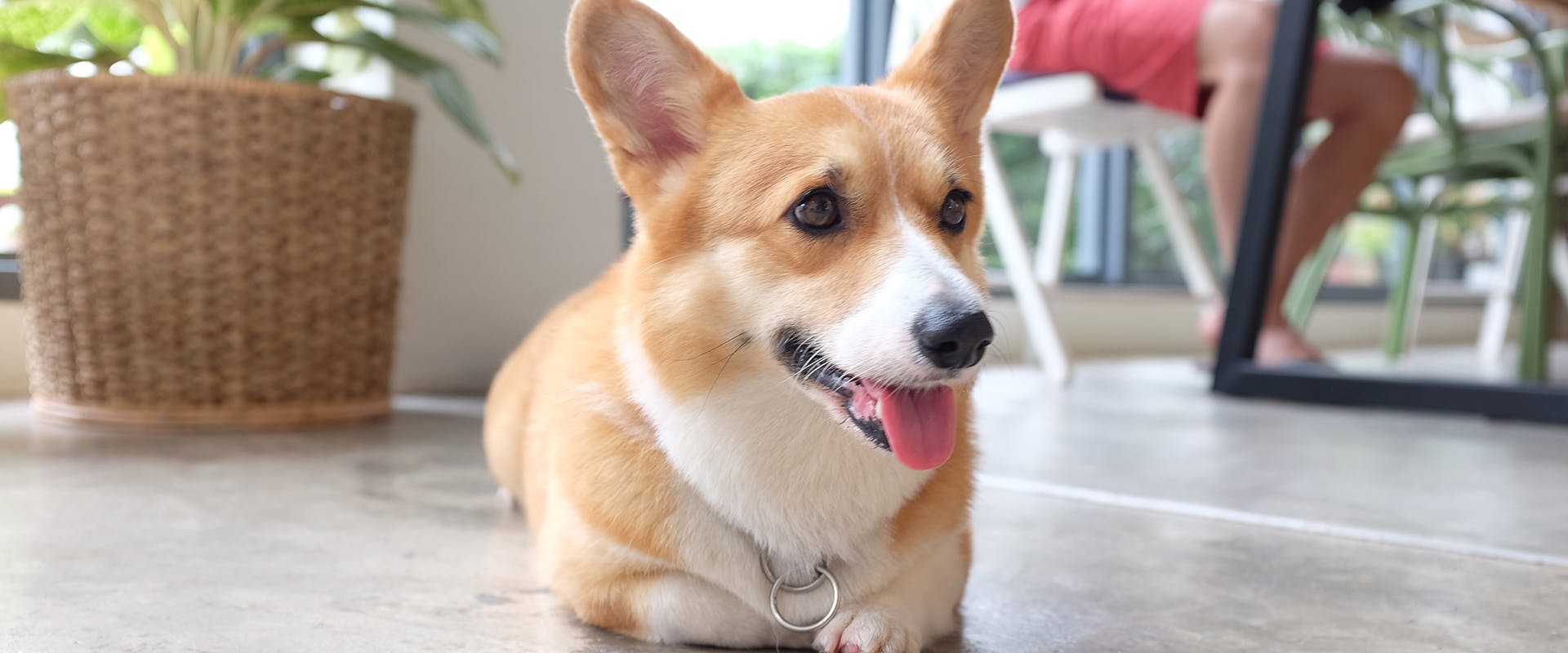 A corgi sitting on the floor of a dog-friendly cafe