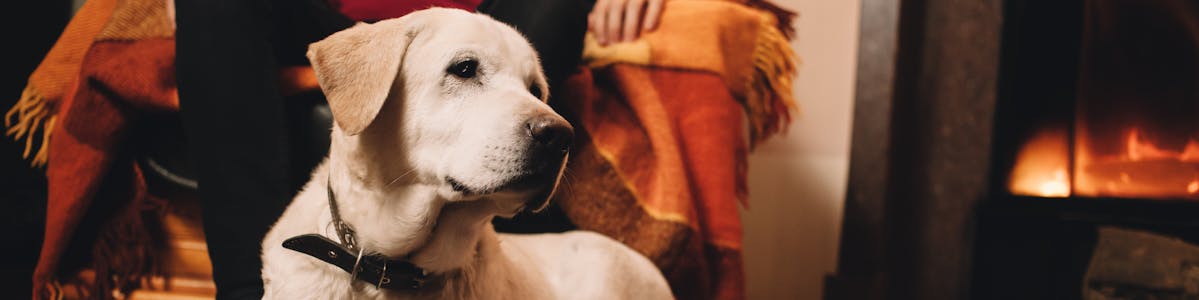 Dog sitting by a fireplace