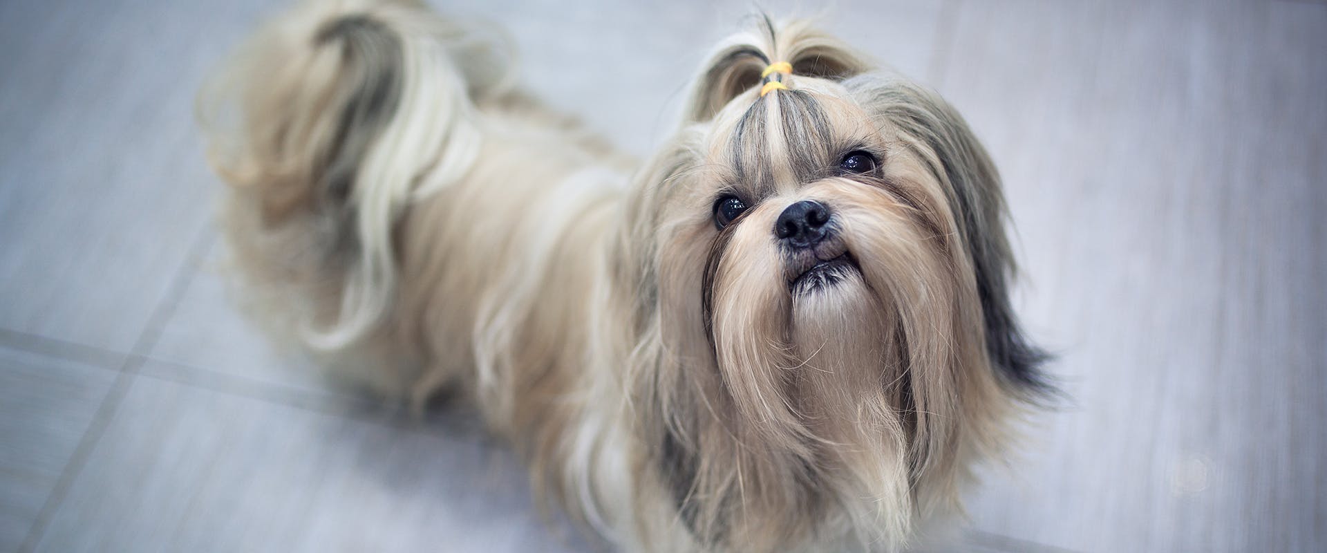 A Shih Tzu with a topknot standing on a laminate floor