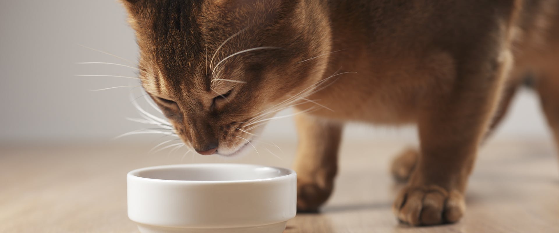 A cat eating from a white bowl