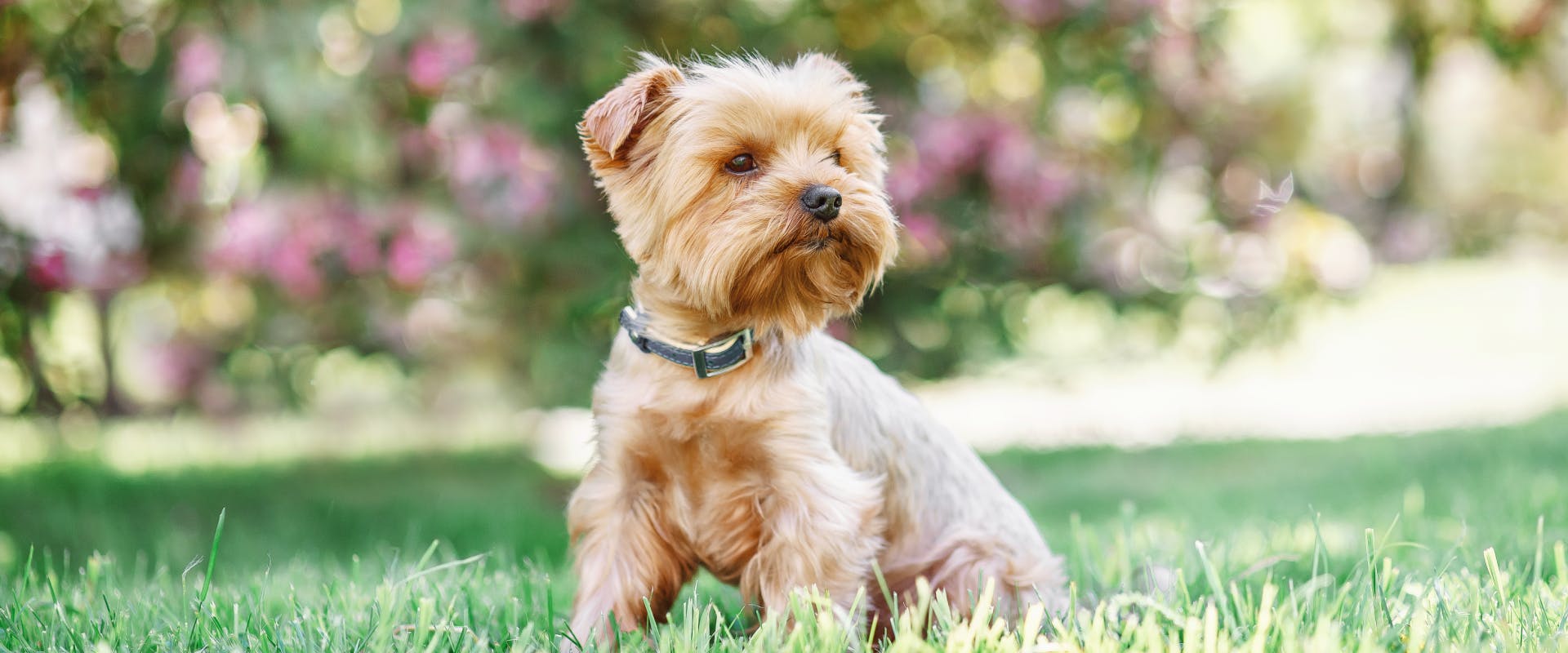 yorkshire terrier sitting in a park with pink flowers in the background