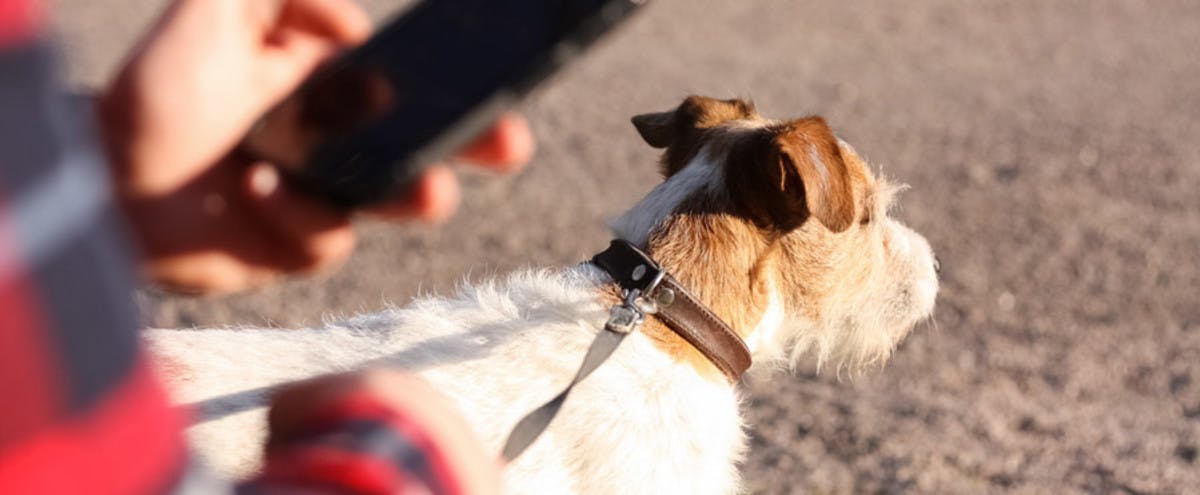 Pet sitter updating dog owner using the TrustedHousesitters app