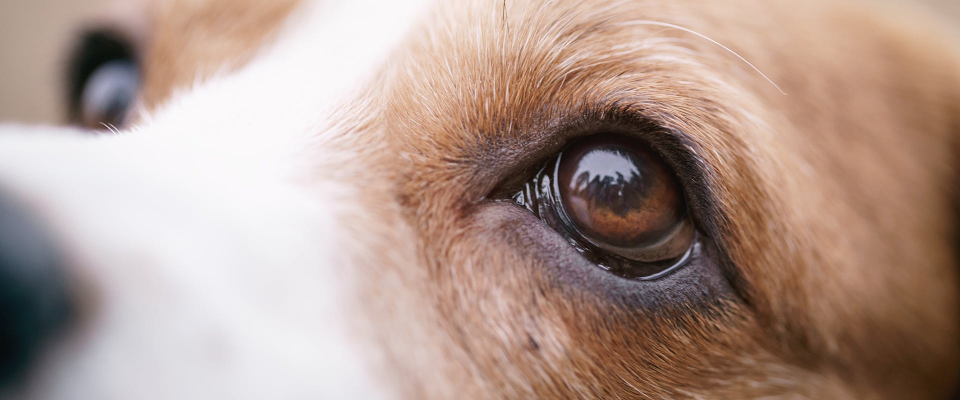 A close up of a dog's eye
