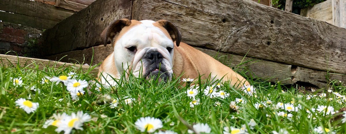 Bulldog laying down on grass on sunny day