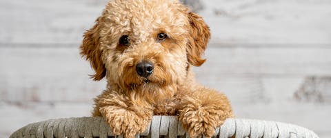 A cute Goldendoodle puppy