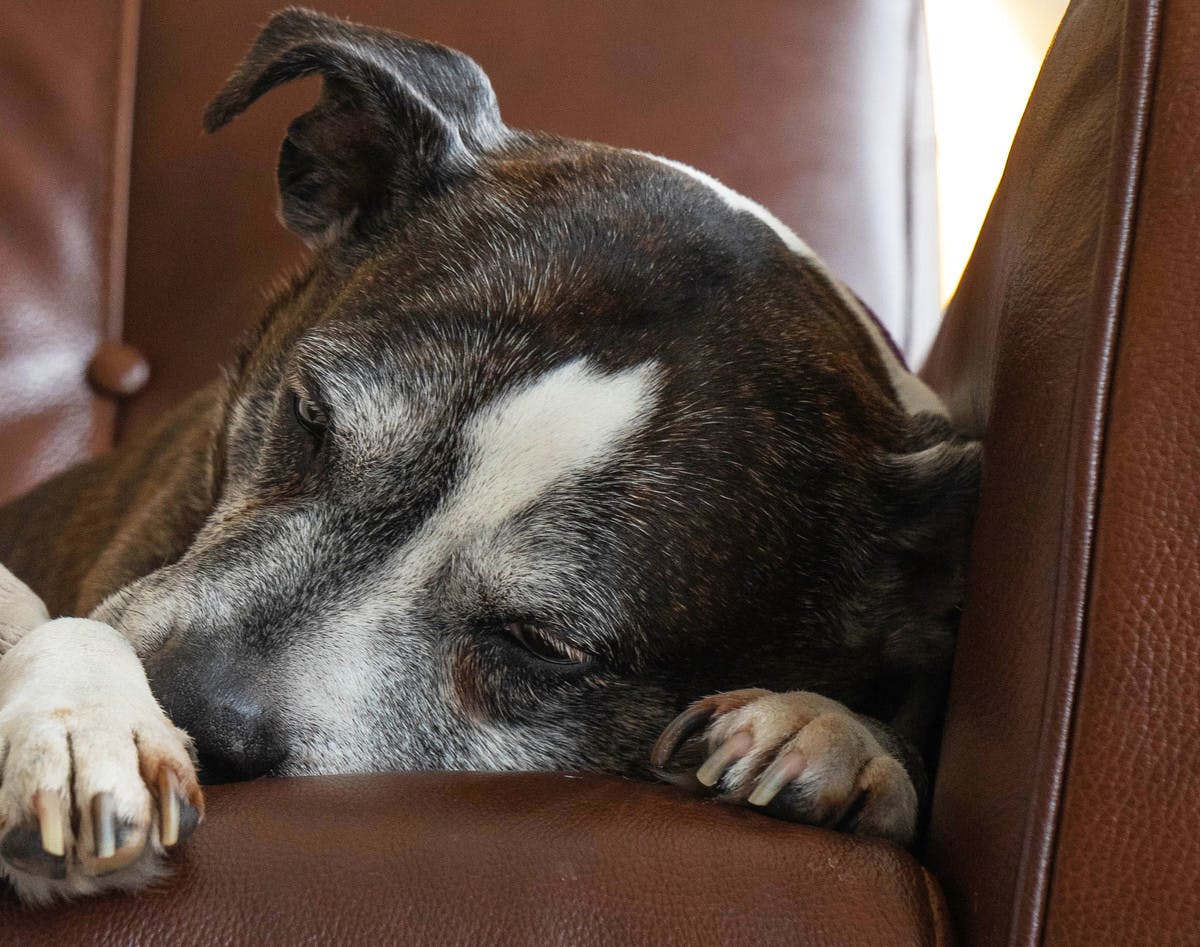 Old staffy on sofa