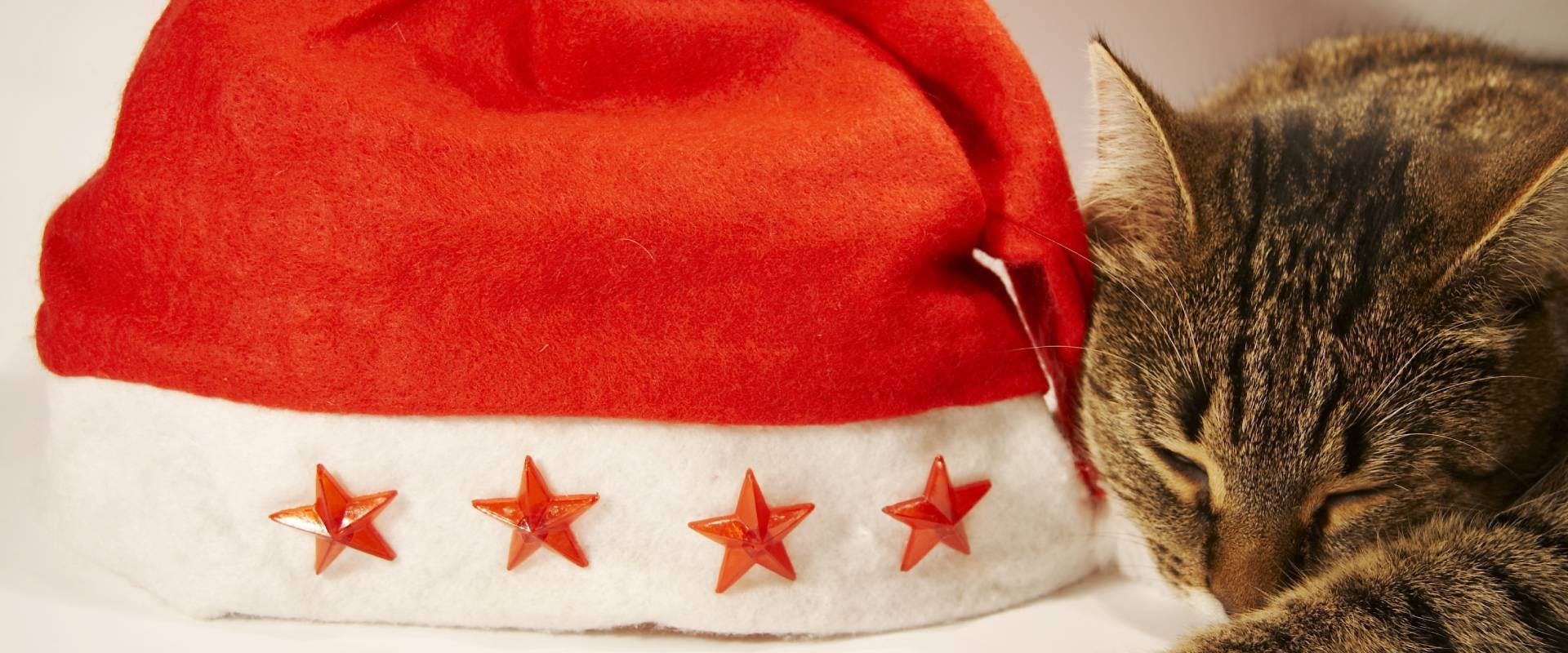a shorthaired tabby cat sleeping next to a light-up Santa hat