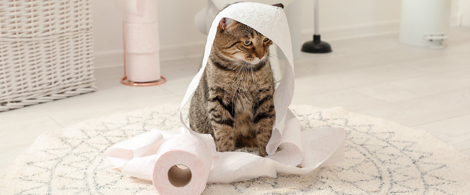 A cat in a bathroom, a roll of toiler paper unravelled around the cat's head