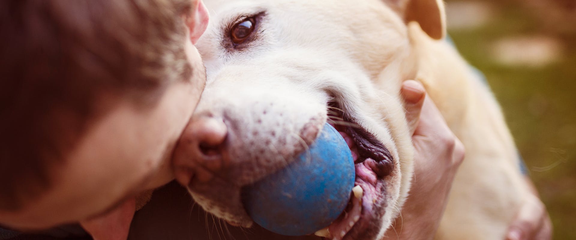 Dog looking at a man with a ball in its mouth.