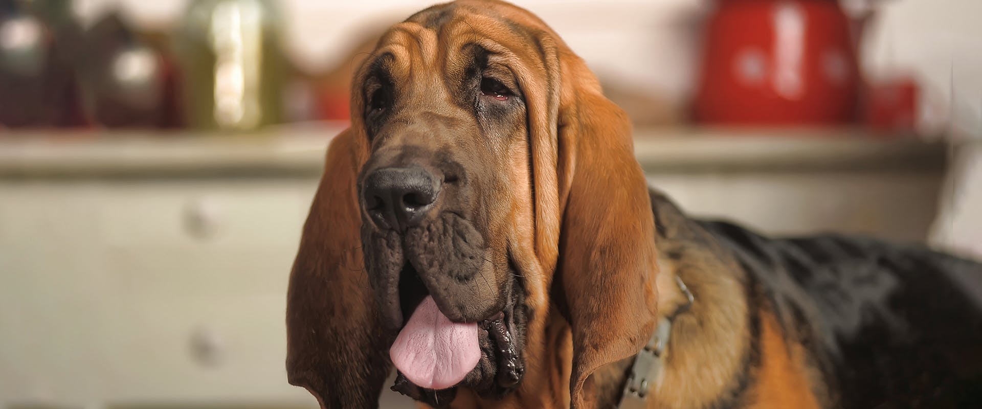 A Bloodhound dog with long floppy ears