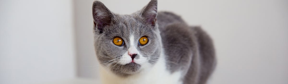 A grey and white cat, looking up and alert