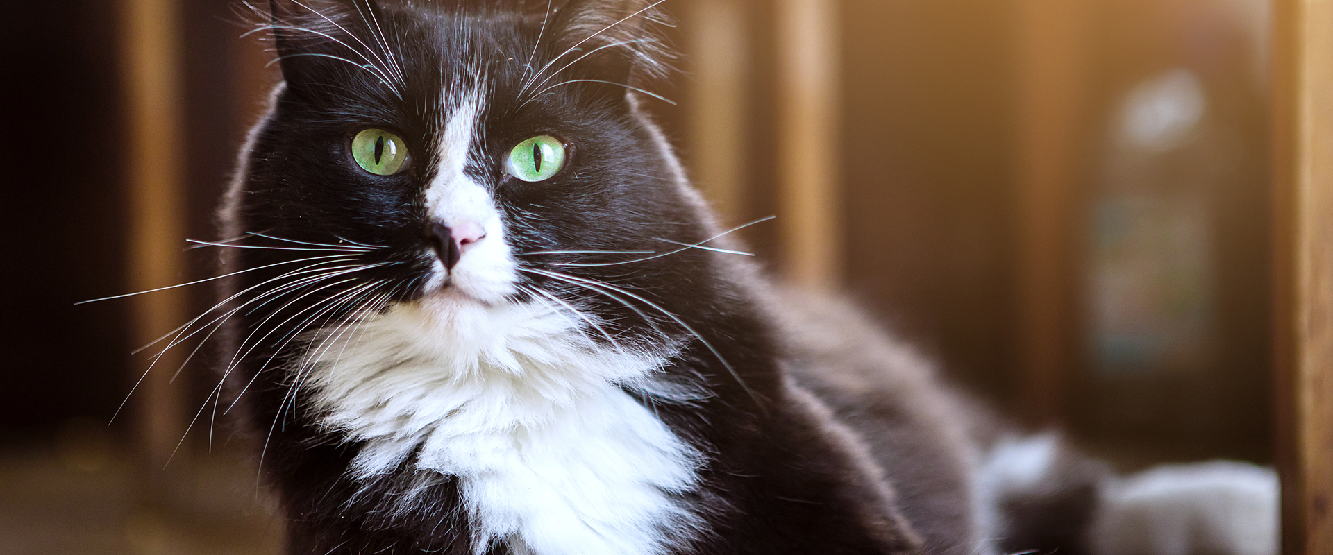150+ Tuxedo Cat Names for Your Truly Dapper Kitty