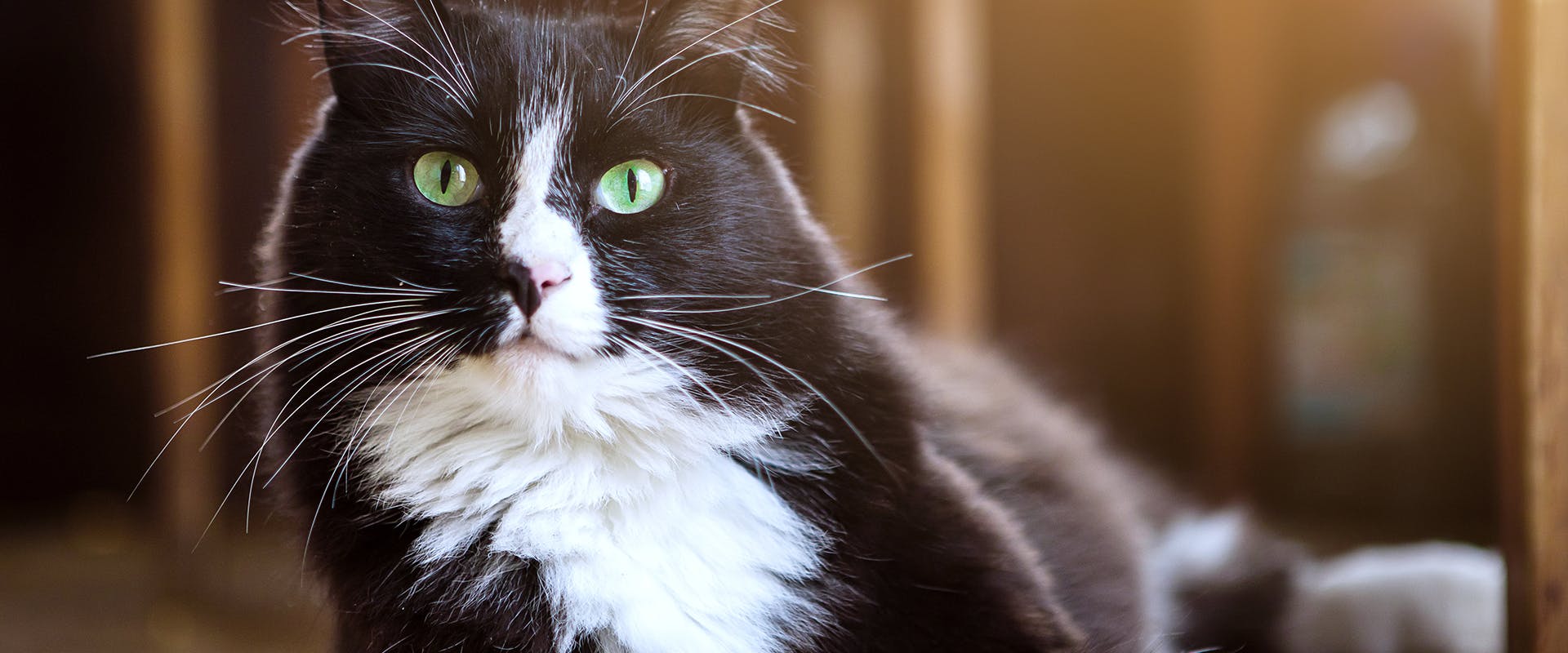 Tuxedo cat names - a fluffy black and white cat