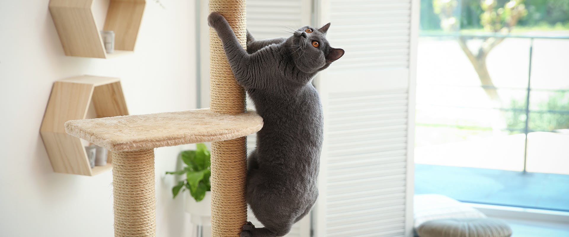 A grey cat mounting a scratching post on a large modern cat tree