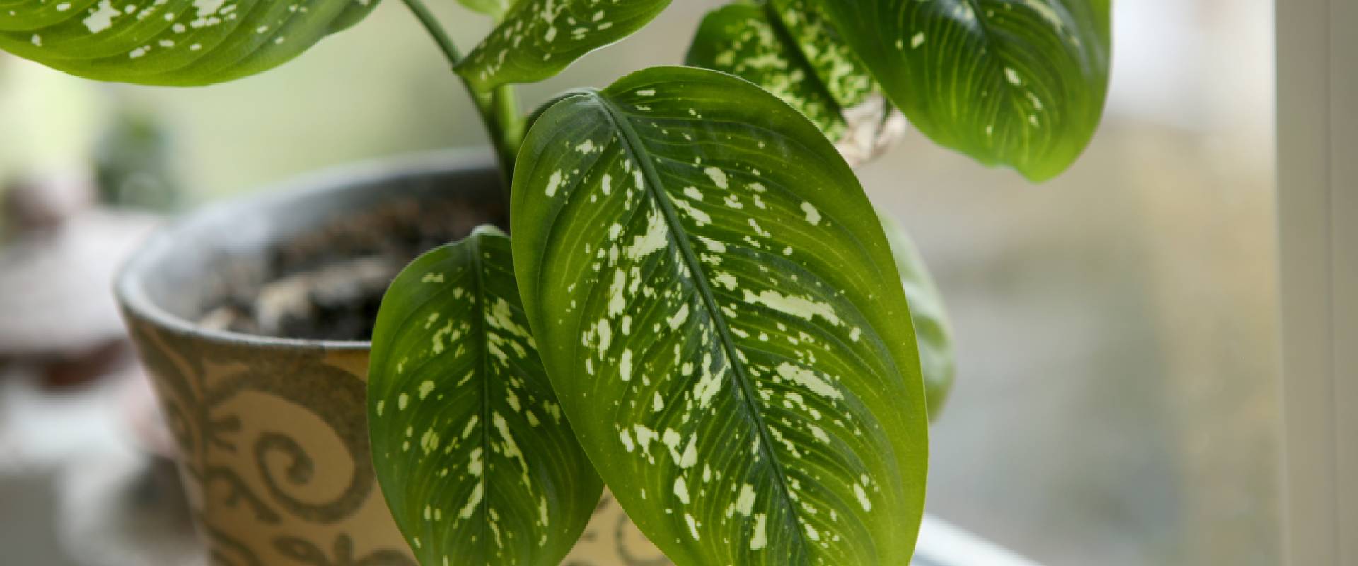 Is Dieffenbachia Toxic to Dogs? | TrustedHousesitters.com