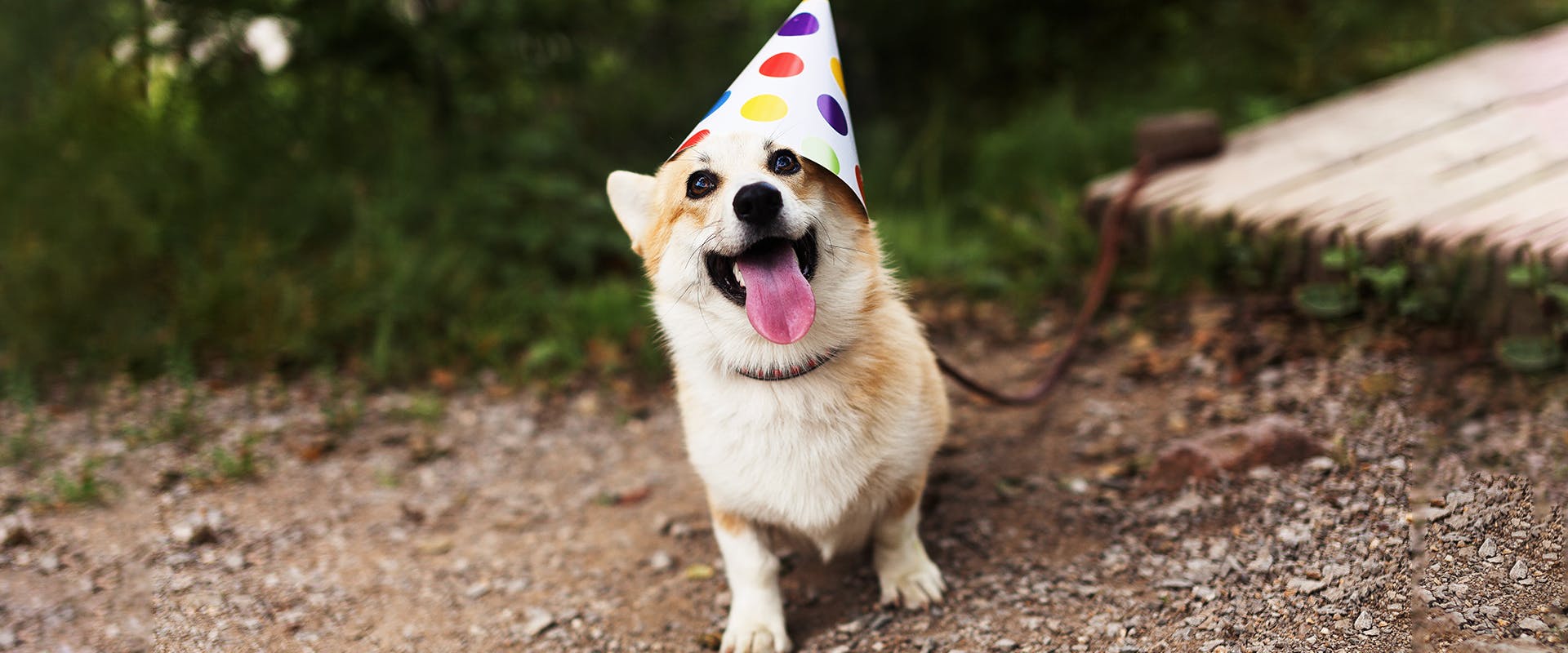 A happy Corgi wearing a party hat, standing outdoors
