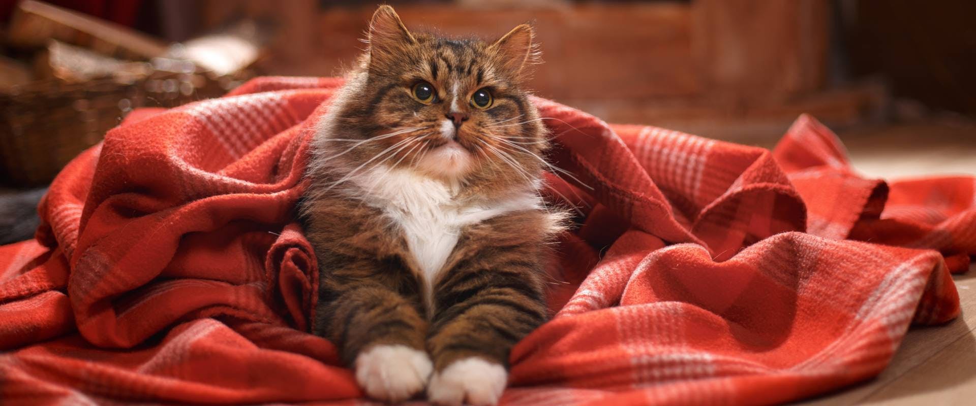 a longhaired tabby cat lying in a red blanket on the floor