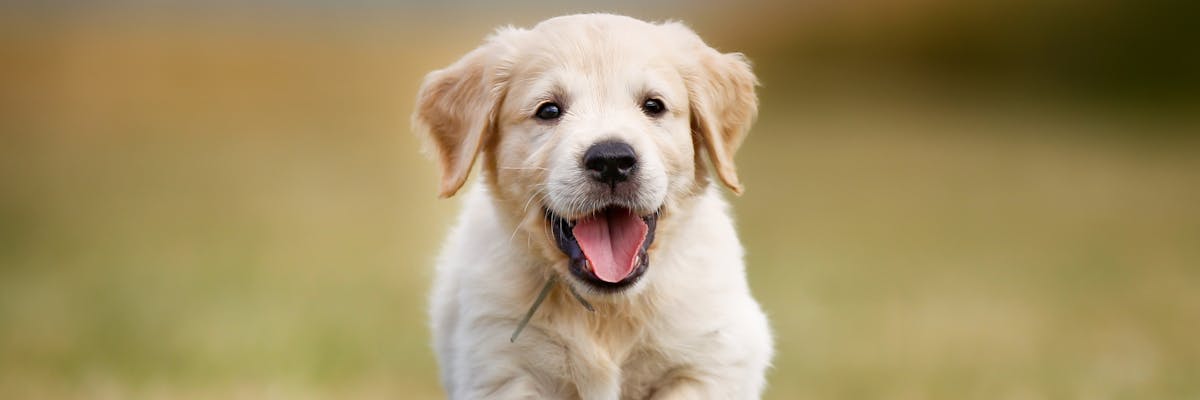 A Golden Retriever puppy running through a field