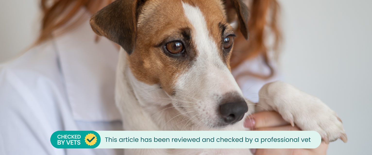 small terrier dog being held up by a vet