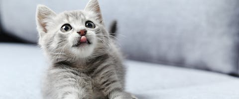 120+ Gray Cat Names Your Silver Feline Will Love | Trustedhousesitters.Com