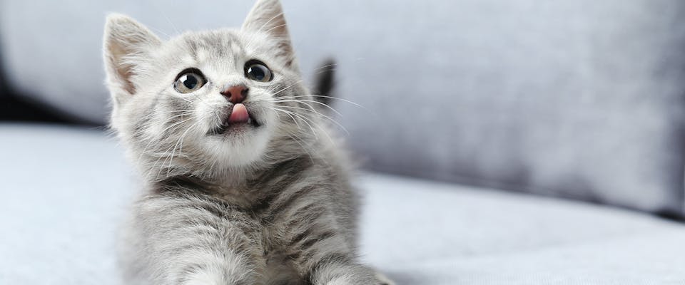 120+ Gray Cat Names Your Silver Feline Will Love ...