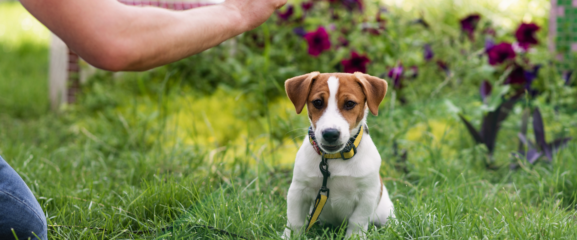 Why does my dog follow me everywhere?