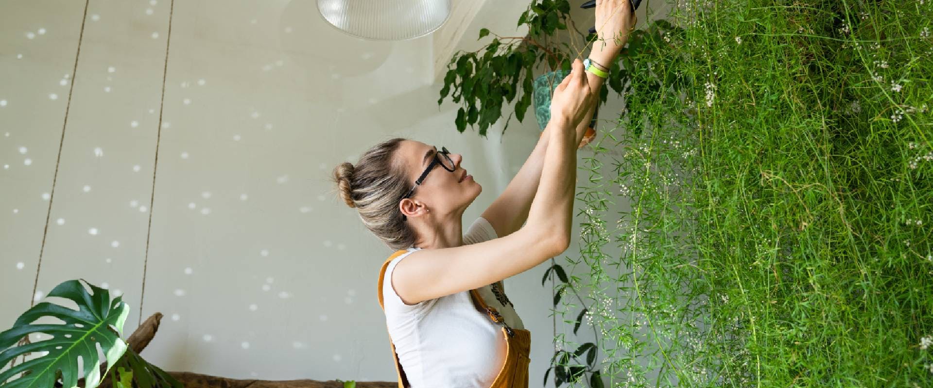 Person trimming a wall of asparagus fern