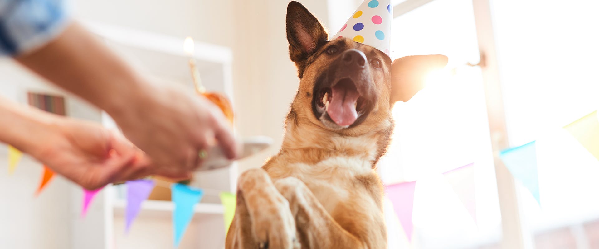 A happy German Shepherd wearing a party hat and looking excitedly at a cake with a candle in it