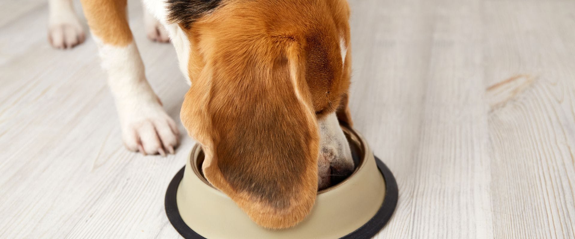 Beagle eating from a bowl