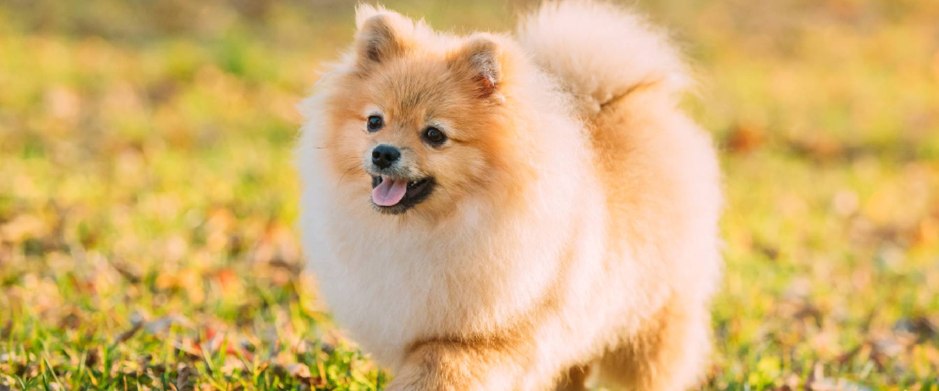 Longest Living Dog Breeds | TrustedHousesitters.com