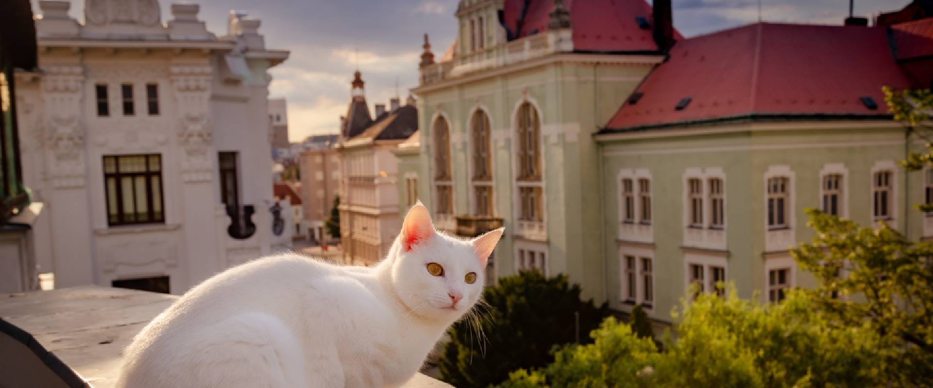Cat on a balcony in Europe