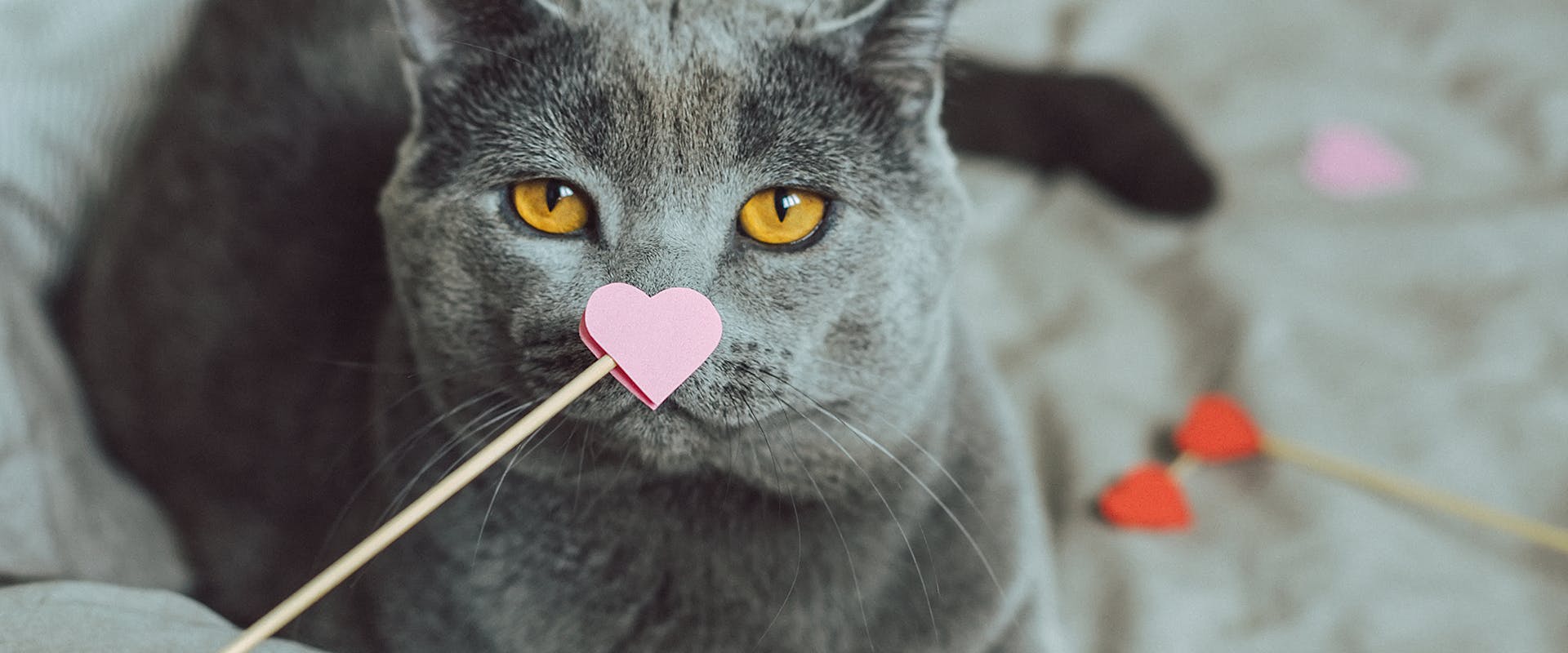 A person holding a paper heart on a stick in front of a gray cat's face