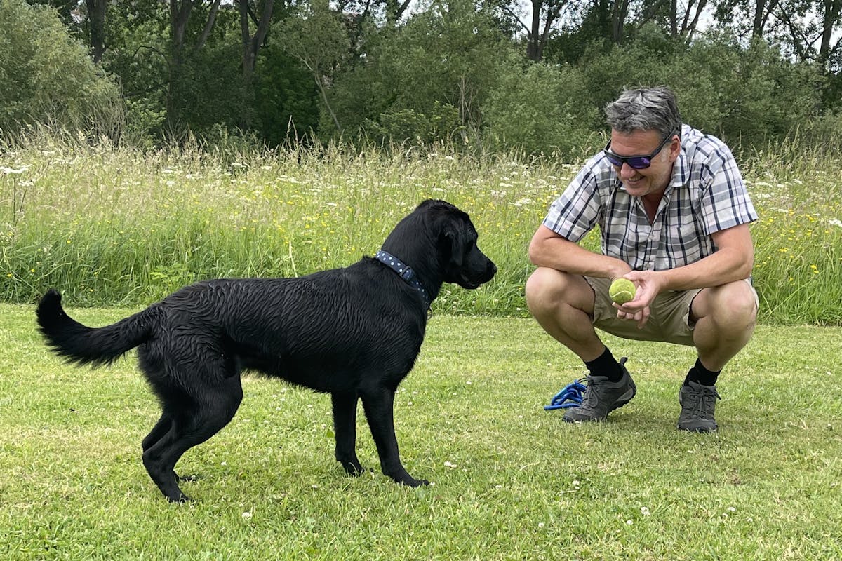 A black Labrador in a park with a man who is crouching down and presenting the dog with a tennis ball